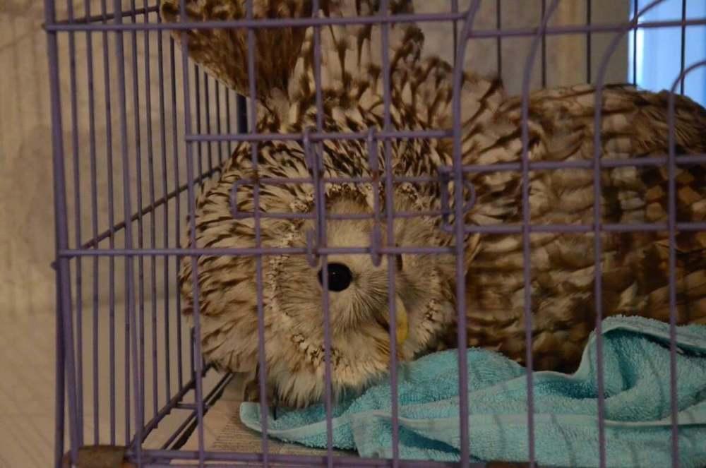 Қостанай облысының тұрғындары Қызыл кітапқа енген құстарды құтқаруда