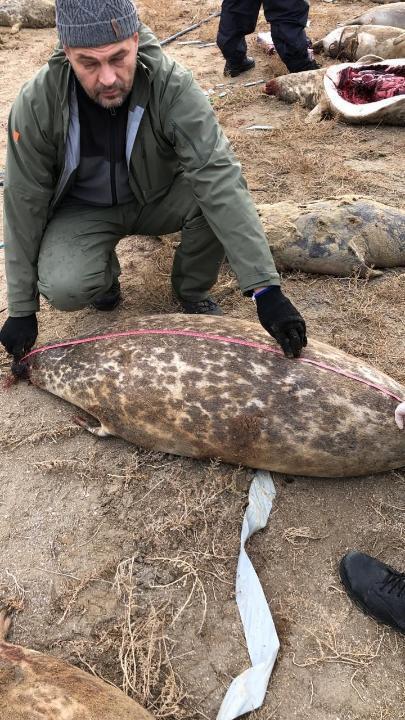В Минэкологии прокомментировали гибель тюленей в Мангистауской области . Фото: пресс-служба Минэкологии РК