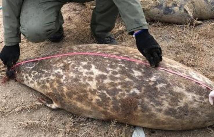 В Минэкологии прокомментировали гибель тюленей в Мангистауской области 