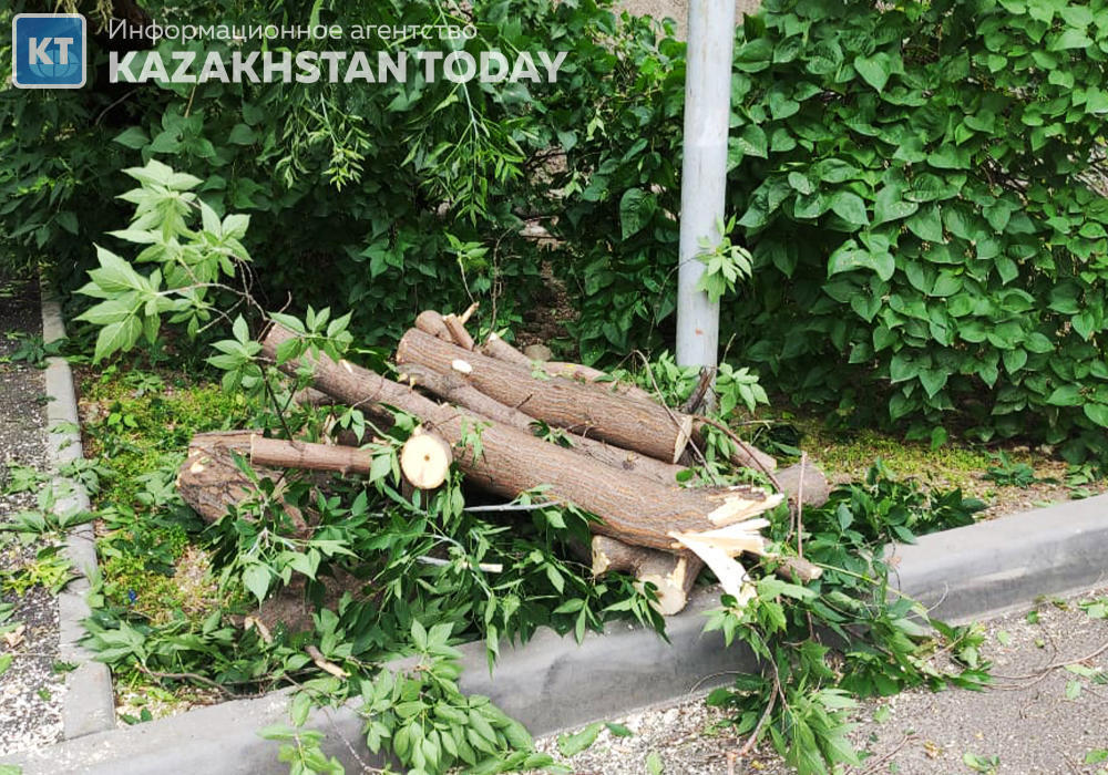 В Талдыкоргане местный житель незаконно вырубил деревья перед городским колледжем