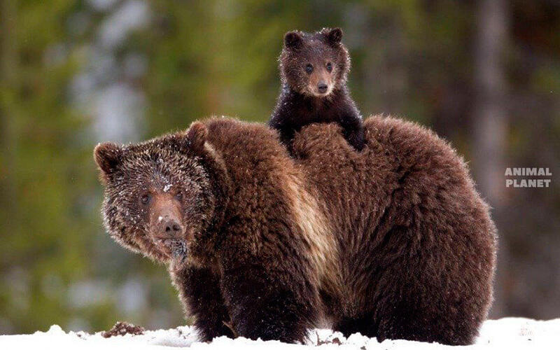 Семейные портреты. Фото: Animal Planet