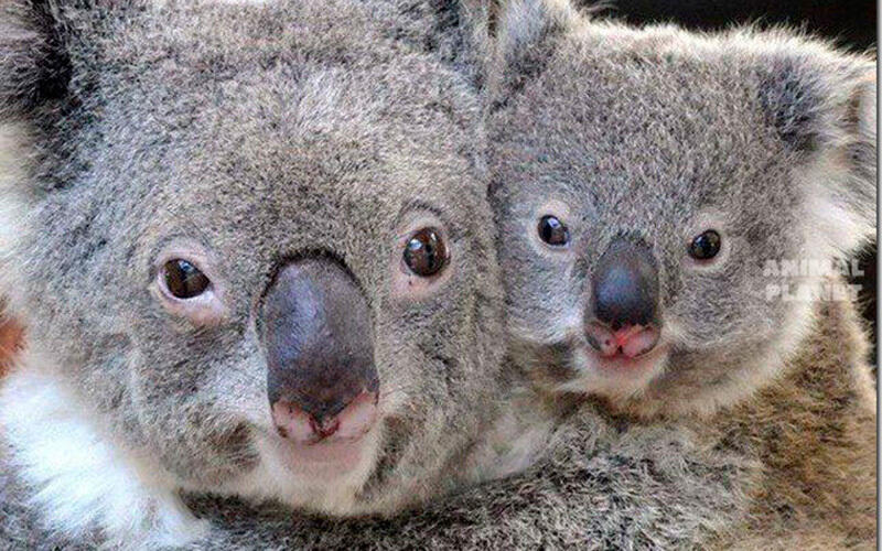 Family portraits. Images | Animal Planet
