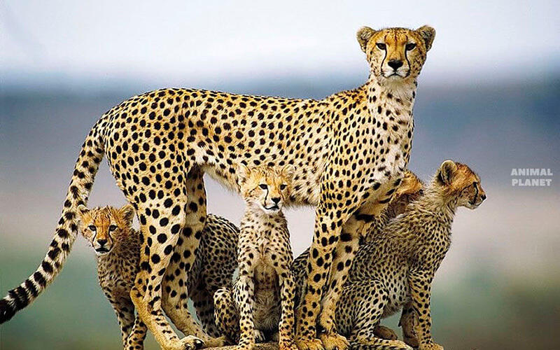 Family portraits. Images | Animal Planet