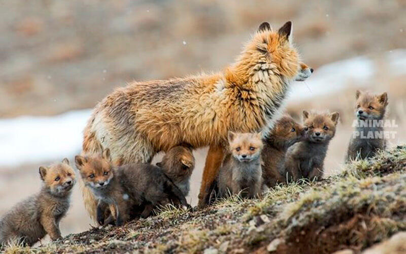 Family portraits. Images | Animal Planet