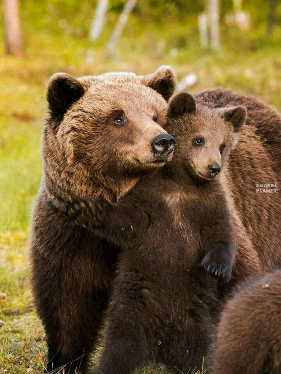 Отбасылық портреттер. Сурет: Animal Planet