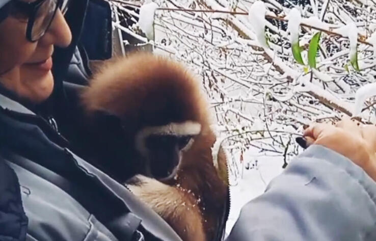 Алматының қары сәби Джимді қуантады