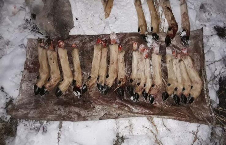 В СКО браконьеры незаконно убили пять сибирских косуль