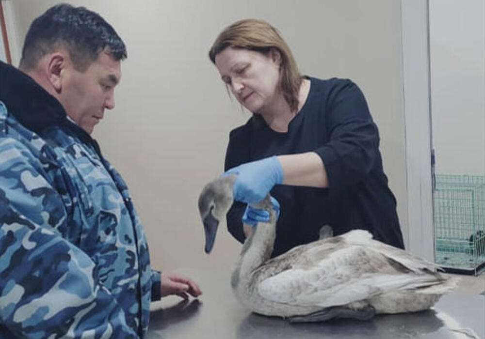 Краснокнижного лебедя спасли в Костанае