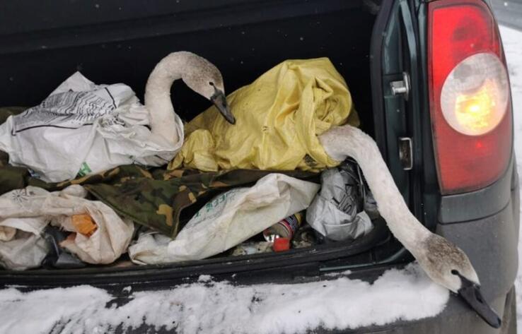 На озере близ Петропавловска спасли двух серых лебедей