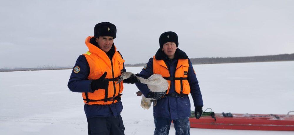 На озере близ Петропавловска спасли двух серых лебедей. Фото: Петропавловск.news
