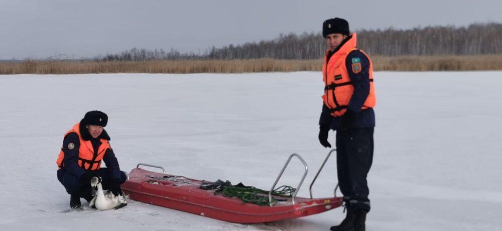 На озере близ Петропавловска спасли двух серых лебедей. Фото: Петропавловск.news