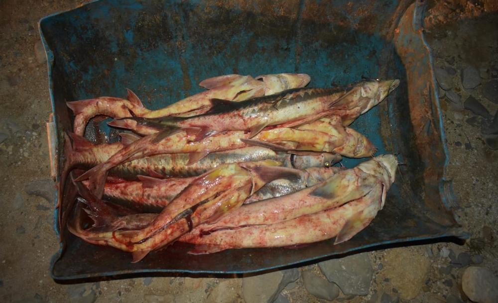 В Мангистауской области на берегу Каспия задержали браконьеров с 14 кг осетрины