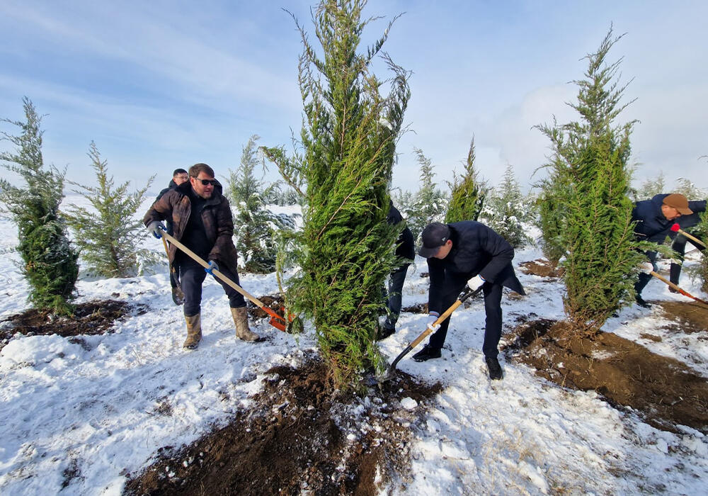 В Алматы высадили деревья в форме авиационного кода города ALA . Фото: telegram/Новости акимата Алматы