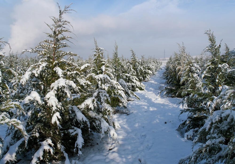 В Алматы высадили деревья в форме авиационного кода города ALA . Фото: telegram/Новости акимата Алматы