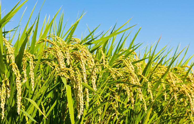 В Казахстане из-за дефицита воды площадь посева риса сократилась на 8,7 тысячи гектаров 