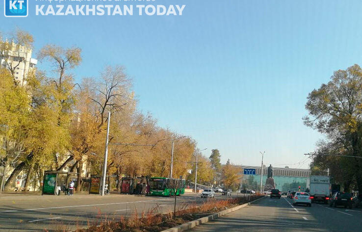 ЭКСКЛЮЗИВ KT: Эксперты пояснили причины гибели деревьев в Алматы 