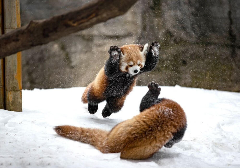 Очаровательная красная панда. Фото: telegram/Animal Planet