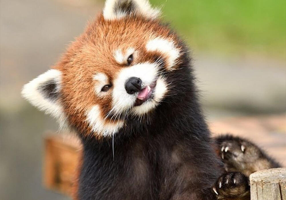 Очаровательная красная панда. Фото: telegram/Animal Planet