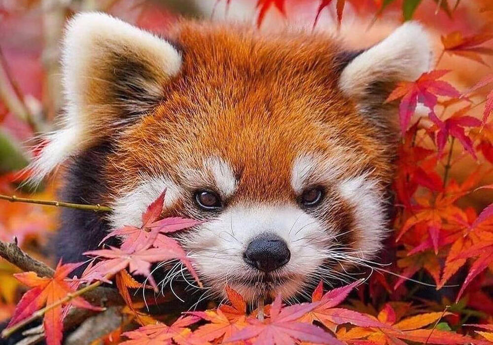 Очаровательная красная панда. Фото: telegram/Animal Planet