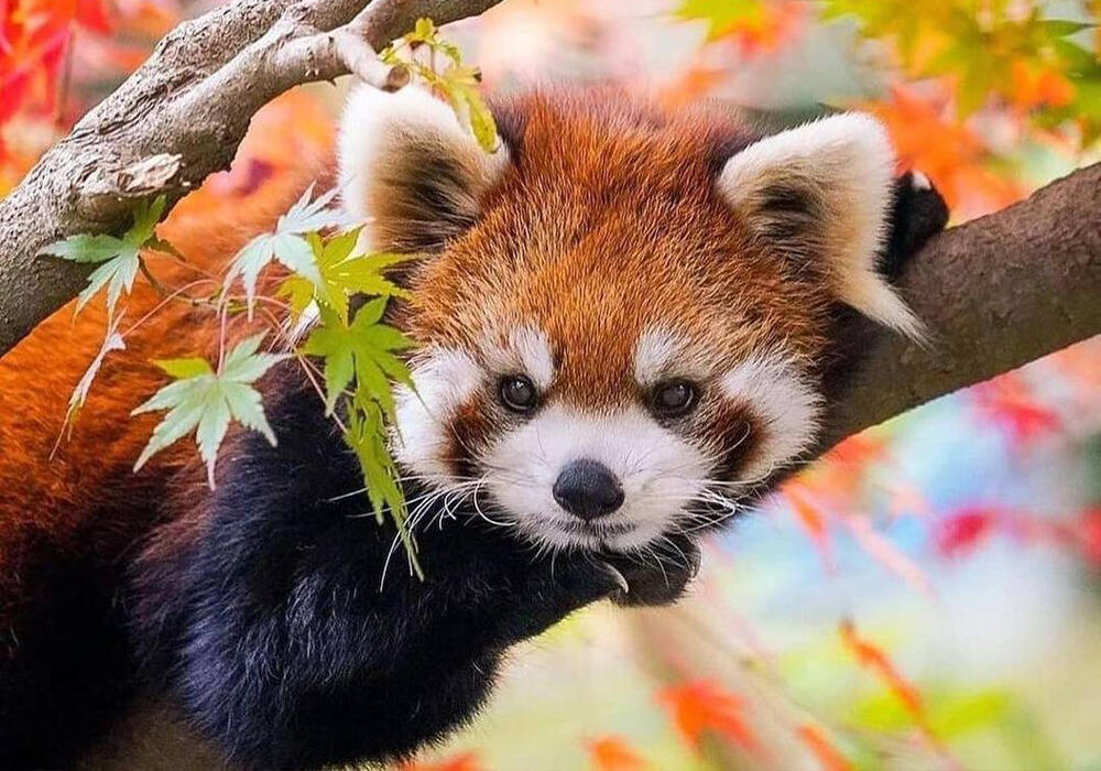Очаровательная красная панда. Фото: telegram/Animal Planet
