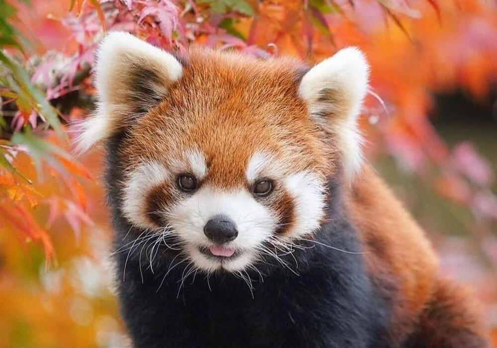 Очаровательная красная панда. Фото: telegram/Animal Planet