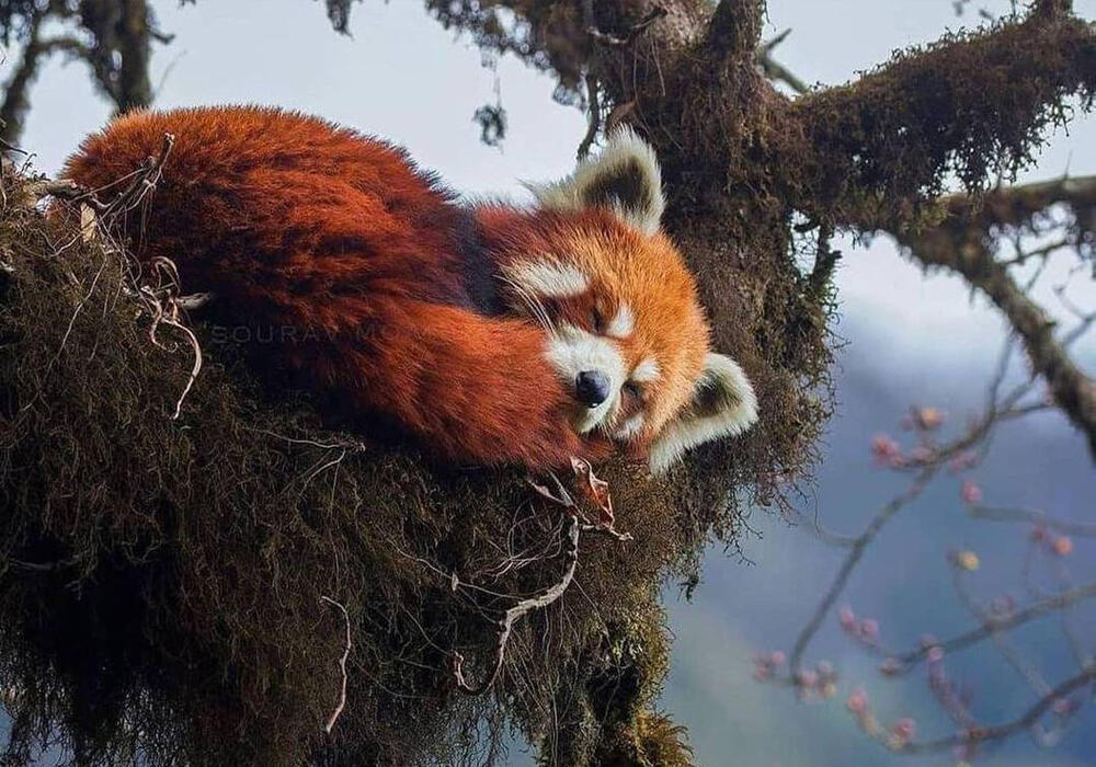 Очаровательная красная панда. Фото: telegram/Animal Planet