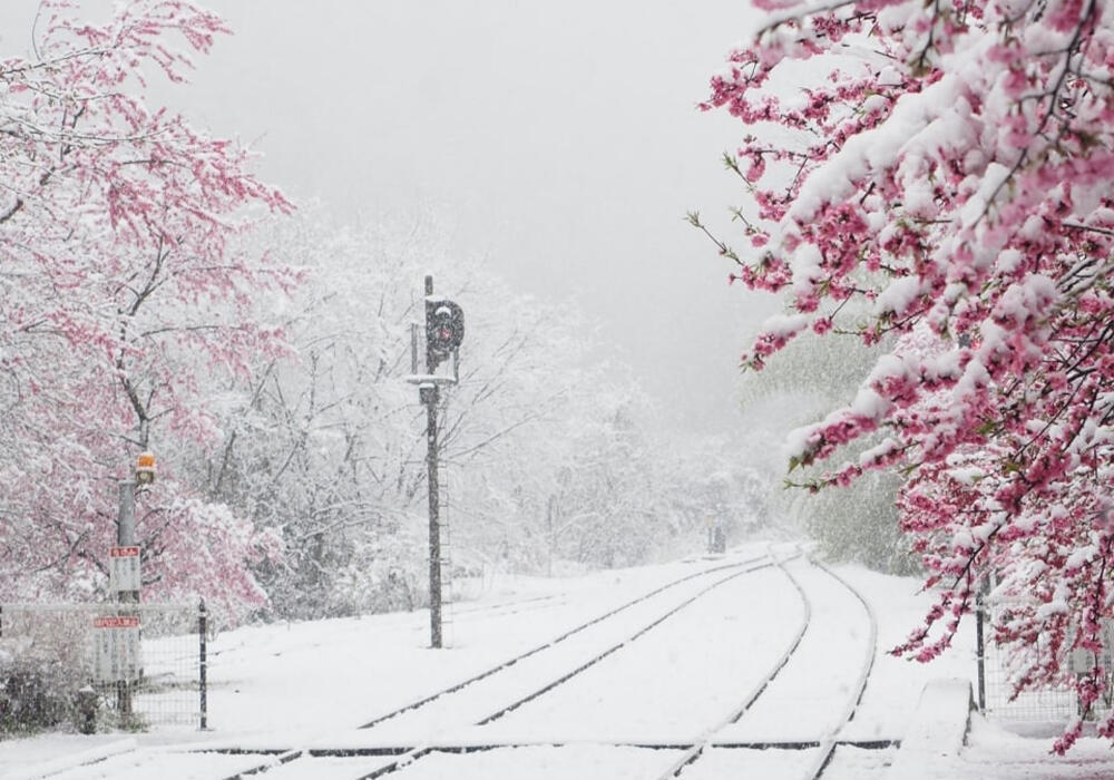 Сакура в снегу. Фото: telegram/Nation Geographic 