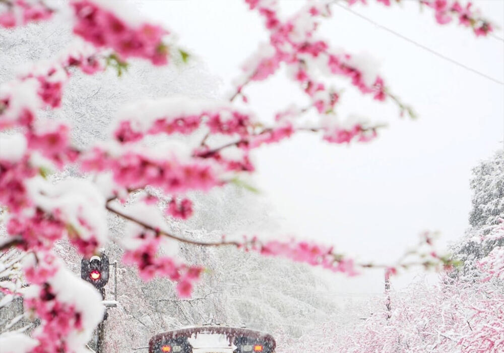 Сакура в снегу. Фото: telegram/Nation Geographic 