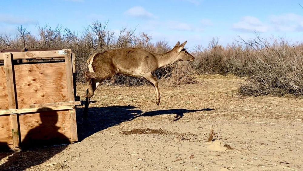 Краснокнижных куланов завезли в Иле-Балхашский резерват . Фото: Минэкологии РК