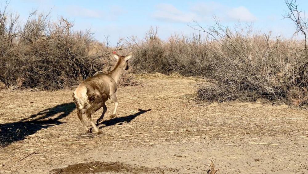 Краснокнижных куланов завезли в Иле-Балхашский резерват . Фото: Минэкологии РК