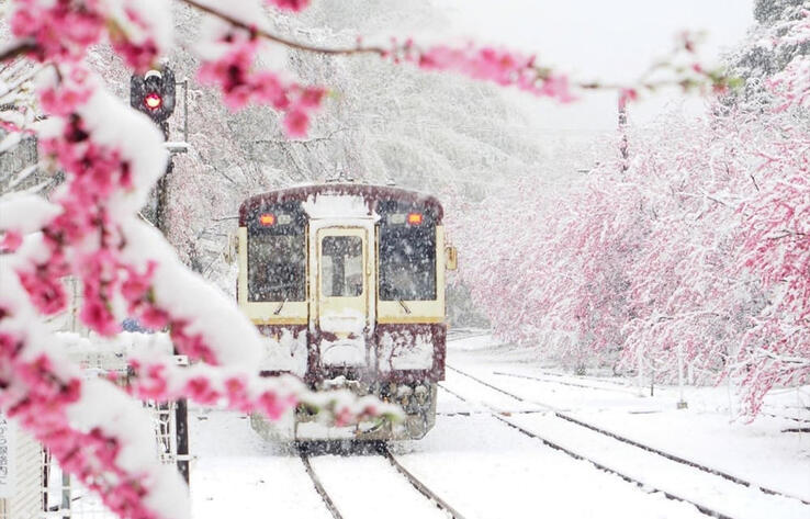 Sakura In Snow 
