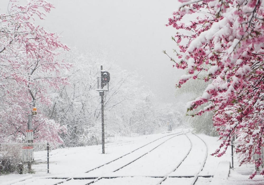 Sakura In Snow . Images | telegram/Nation Geographic 