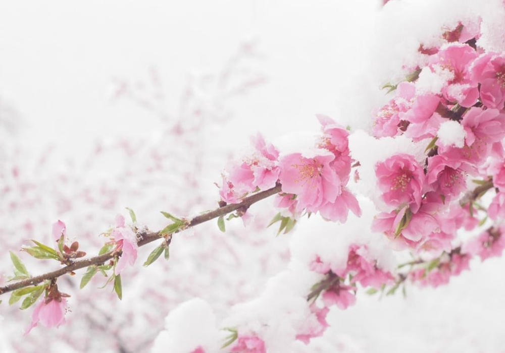 Sakura In Snow . Images | telegram/Nation Geographic 