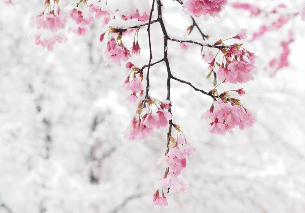 Sakura In Snow . Images | telegram/Nation Geographic 