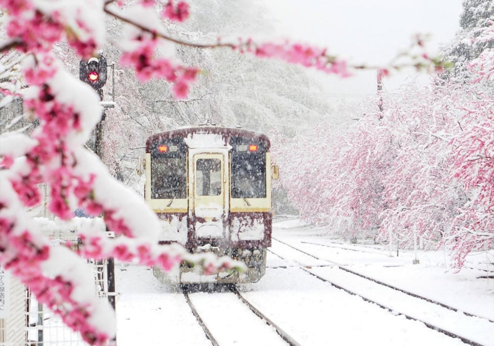 Қардағы сакура. Сурет: telegram/Nation Geographic 