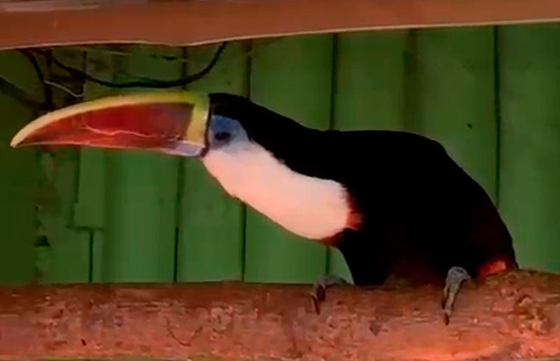White-Throated Toucan in Almaty Zoo
