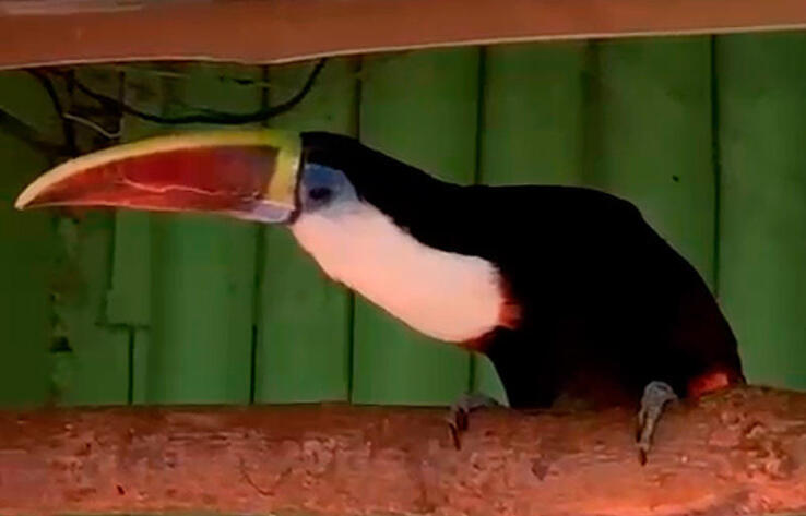 White-Throated Toucan in Almaty Zoo