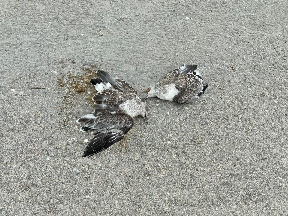 Проблему гибели птиц на линиях электропередачи подняли депутаты