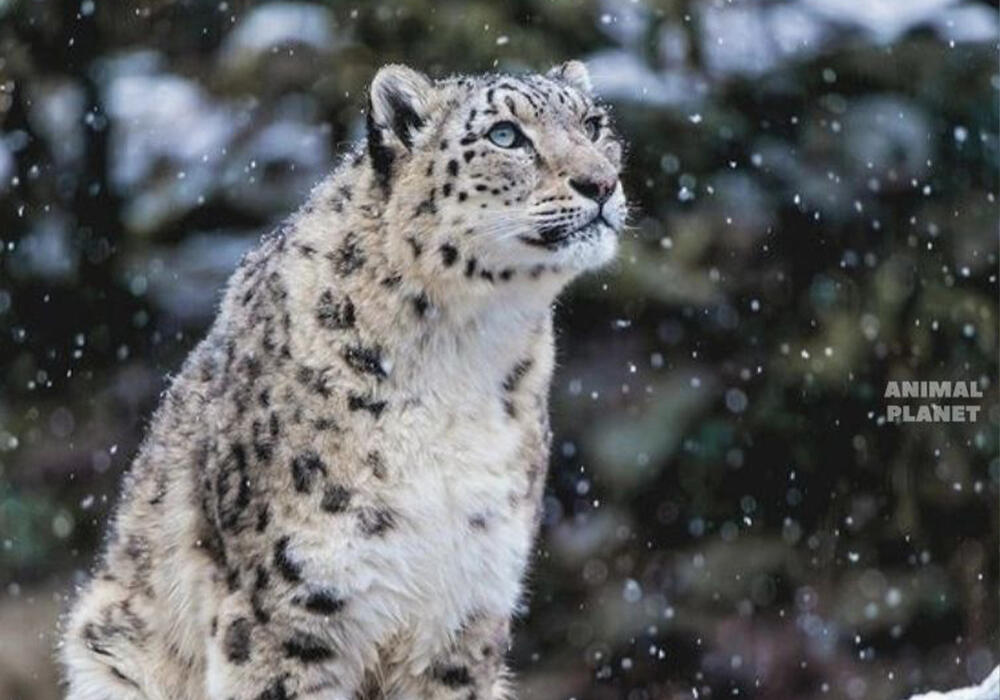 Большие и маленькие дикие кошки . Фото: telegram/Animal Planet 