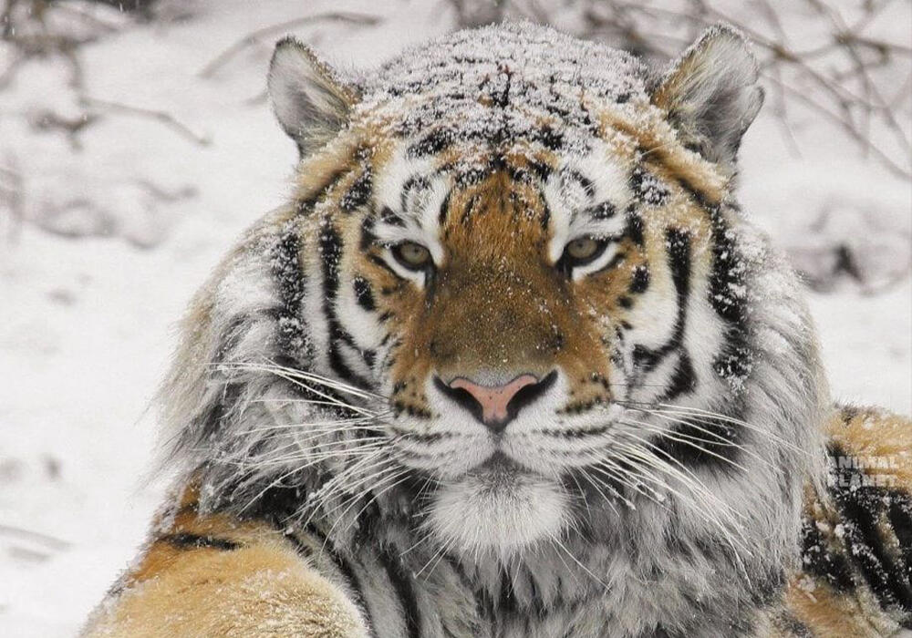 Большие и маленькие дикие кошки . Фото: telegram/Animal Planet 