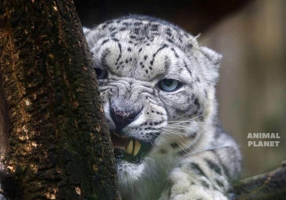 Большие и маленькие дикие кошки . Фото: telegram/Animal Planet 