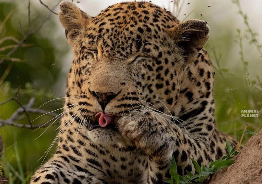 Большие и маленькие дикие кошки . Фото: telegram/Animal Planet 