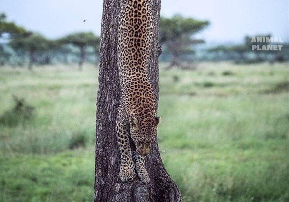 Большие и маленькие дикие кошки . Фото: telegram/Animal Planet 