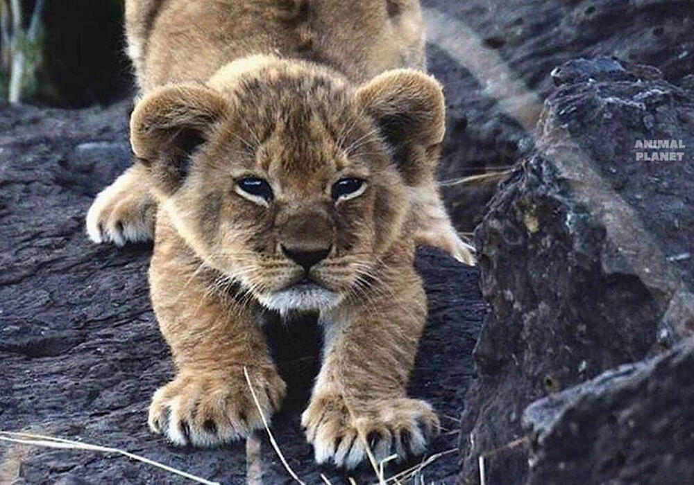 Большие и маленькие дикие кошки . Фото: telegram/Animal Planet 