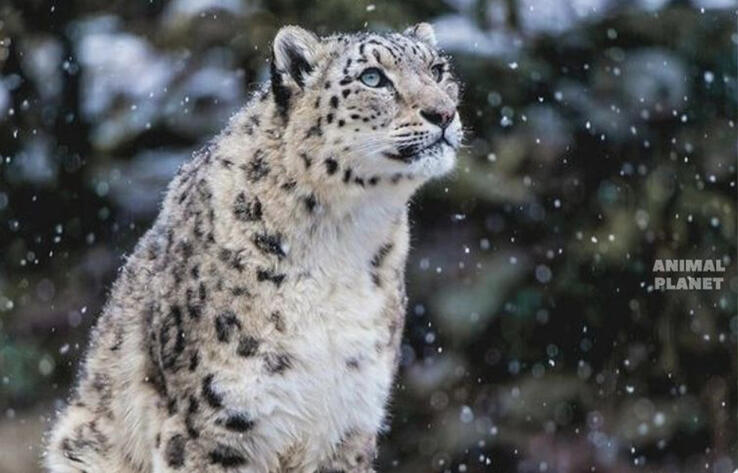 Big and Small Wild Cats