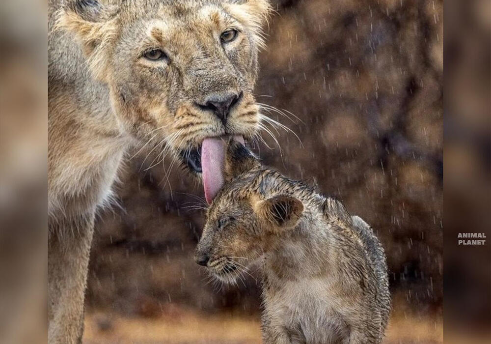 Big and Small Wild Cats. Images | telegram/Animal Planet 