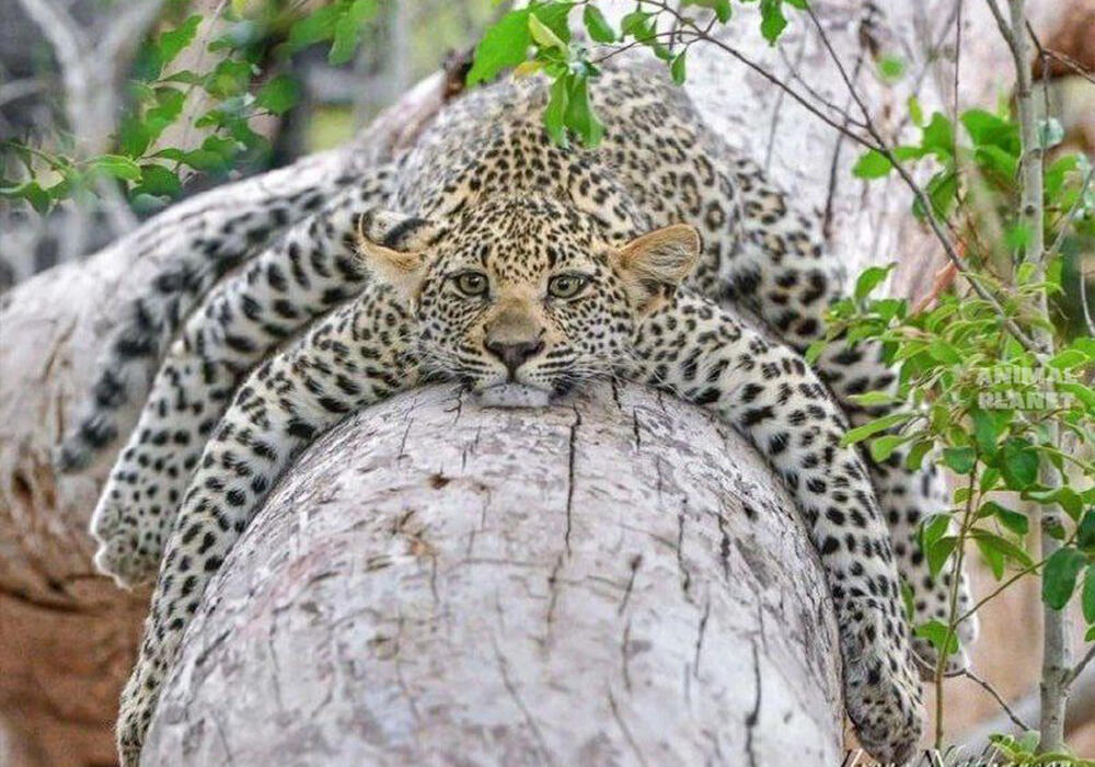 Үлкен және кішкентай жабайы мысықтар. Сурет: telegram/Animal Planet 