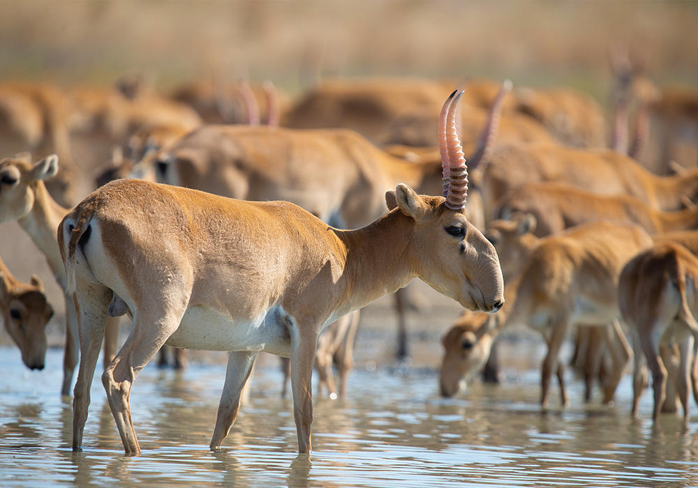 Қазақстанда "Киік" республикалық акциясы өтуде