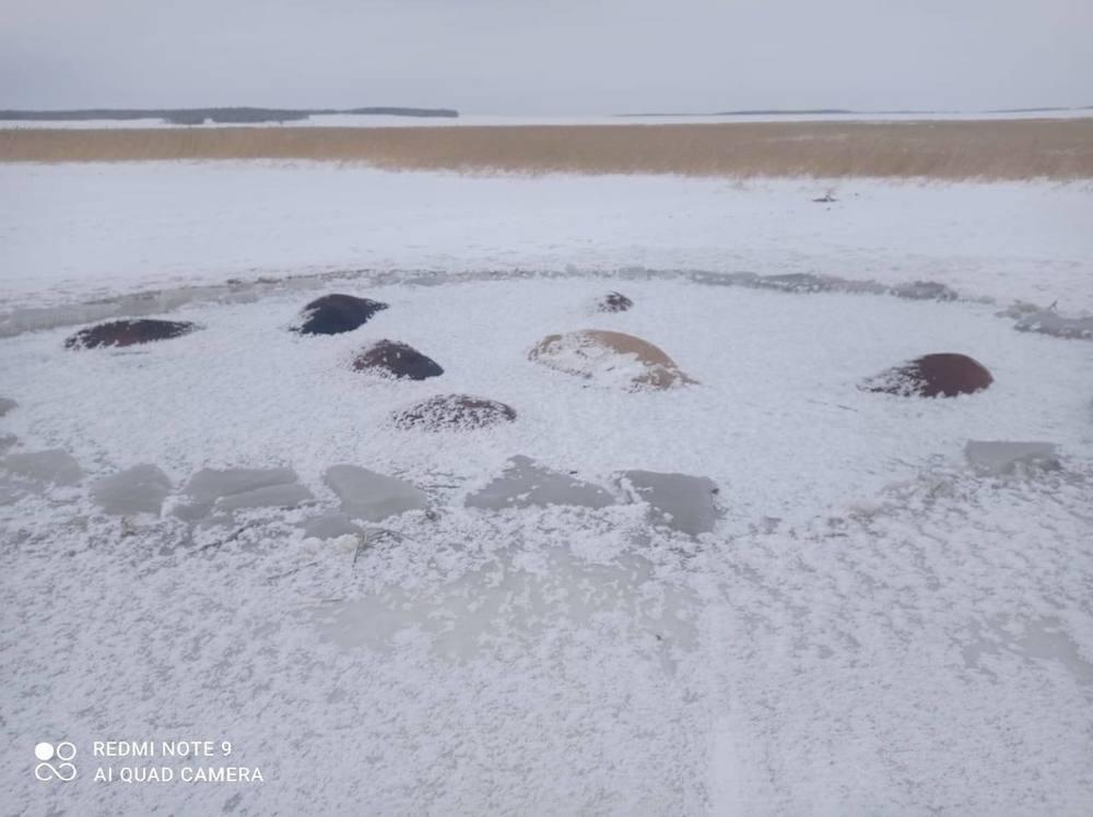 В СКО 50 лошадей погибли, провалившись под лед . Фото: пресс-служба МВД РК