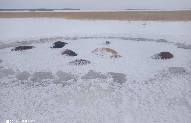 В СКО 50 лошадей погибли, провалившись под лед 
